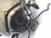 Chrysolina oricalcia